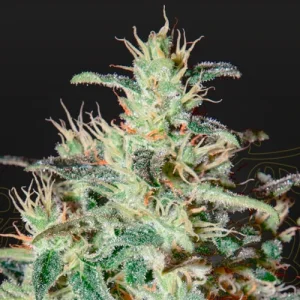 White Lemon - Greenhouse Seeds