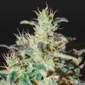 White Lemon - Greenhouse Seeds