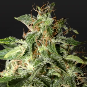 Afgooey - Greenhouse Seeds