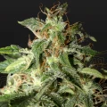 Afgooey - Greenhouse Seeds
