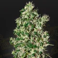 Big Tooth - Greenhouse Seeds