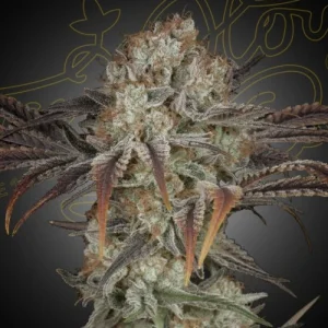 Money Maker - Greenhouse Seeds