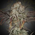 Money Maker - Greenhouse Seeds