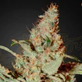 Chemdog - Greenhouse Seeds