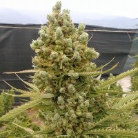 Malawi x Northern Lights Auto by Ace Seeds