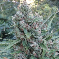 Auto Zamaldelica by Ace Seeds