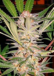 S.A.D. Sweet Afgani Delicious F1 Fast Version by Sweet Seeds