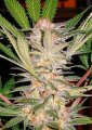 S.A.D. Sweet Afgani Delicious F1 Fast Version by Sweet Seeds
