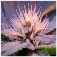 Blue Mystic Autoflower by Nirvana Seeds