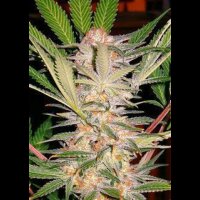 S.A.D. FAST Version Feminised Seeds 3 Seeds