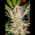 S.A.D. FAST Version Feminised Seeds 5 Seeds