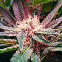 Bubblelicious Autoflower by Nirvana Seeds