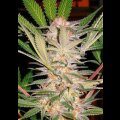 S.A.D. Feminised Seeds 5 Seeds