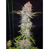 Jock Horror Autoflower by Nirvana Seeds