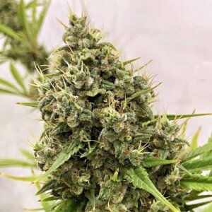 Guawi by Ace Seeds