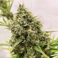 Guawi by Ace Seeds