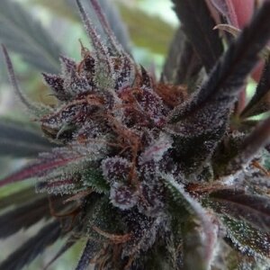 Haze X Kali China by Ace Seeds