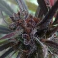 Haze X Kali China by Ace Seeds