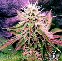 Northern Light Autoflower by Nirvana Seeds