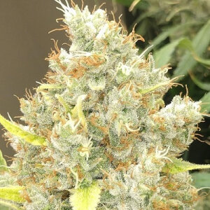 Malawi x Panama - Ace Seeds