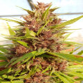Malawi x PCK - Ace Seeds