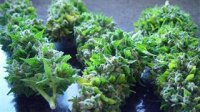 Auto Short Rider by Nirvana Seeds
