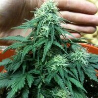 Auto Short Rider by Nirvana Seeds