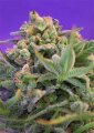 Sweet Cheese F1 Fast Version - Sweet Seeds