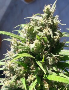 Oaxaca A5 Haze by Ace Seeds