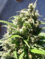 Oaxaca A5 Haze by Ace Seeds