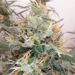 Panama A5 Haze by Ace Seeds - 5 Seeds