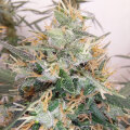 Panama A5 Haze by Ace Seeds - 5 Seeds