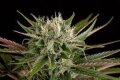 Blue Cheese by Dinafem