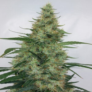 Super Panama Haze - Ace Seeds - 5 Samen