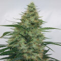 Super Panama Haze - Ace Seeds - 5 Samen