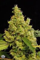 Blue Hash - Dinafem