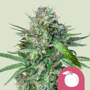 Tangie - Royal Queen Seeds