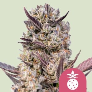 Tropicana Cookies Purple by Royal Queen Seeds
