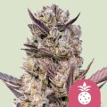 Tropicana Cookies Purple by Royal Queen Seeds