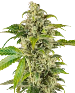 Sweet & Sour Cream Automatic by Sensi Research