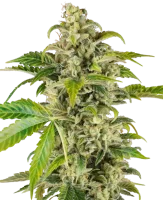 Sweet & Sour Cream Automatic by Sensi Research