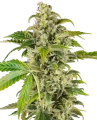 Sweet & Sour Cream Automatic by Sensi Research