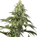 Cosmic Kiss - Sensi Seeds