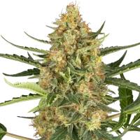 Blueberry Bubblegum Automatic by Sensi Research