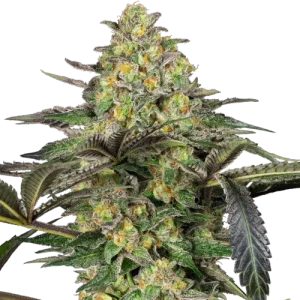 Grapevine Candy - Sensi Seeds