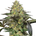Grapevine Candy - Sensi Seeds