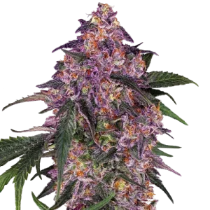 Sensi Purple Kush by Sensi Seeds