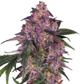 Sensi Purple Kush by Sensi Seeds