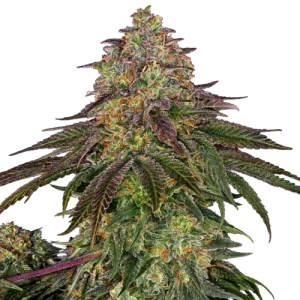 Sweet Cherry Kush - Sensi Seeds