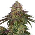 Sweet Cherry Kush - Sensi Seeds